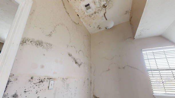 Best Mold-Related Health Consultation  in Coosada, AL