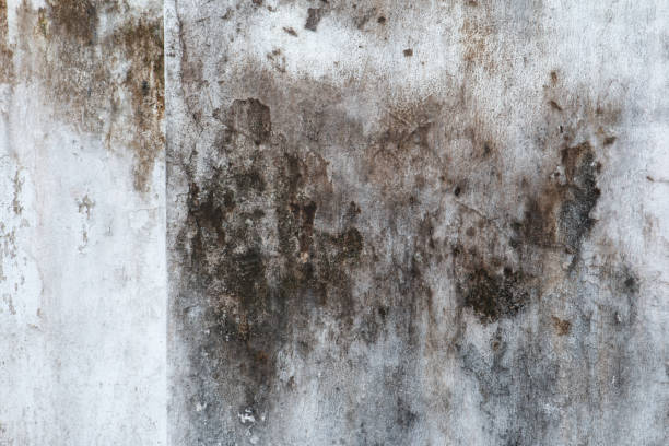 Best Airborne Mold Testing  in Coosada, AL