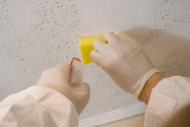 Best Black Mold Removal  in Coosada, AL